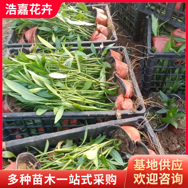 Clematis Seedlings Potted Ground Cover Clematis Cup Seedlings Florals and Green Plants Cold-Resistant and Heat-Resistant Wholesale Flower Clematis