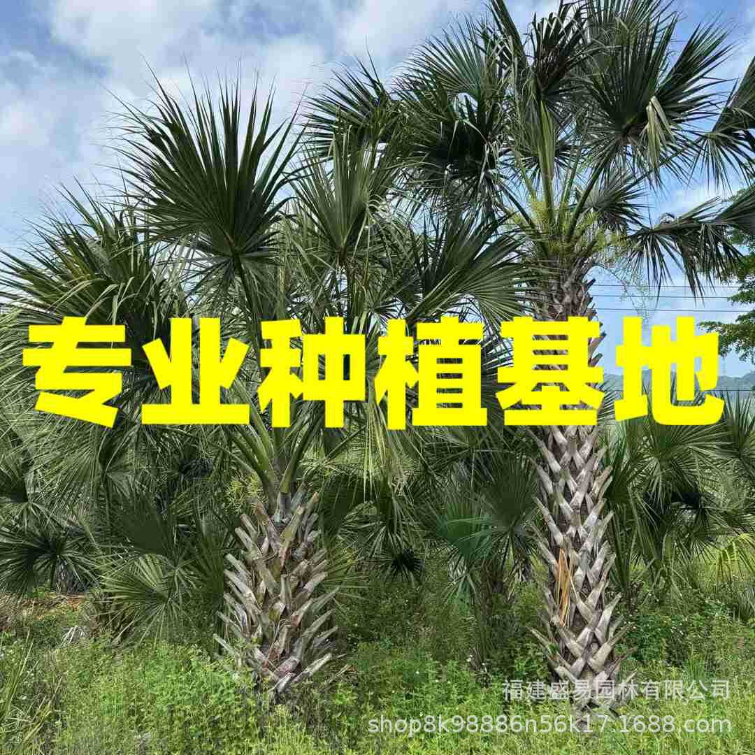 Фуцзянская пальма драконьей чешуи, товары для пересадки, высота столба 3-6 м, оптовая продажа, Хунань, Хубэй, Чжэцзян, база сабаля, поставка для сада