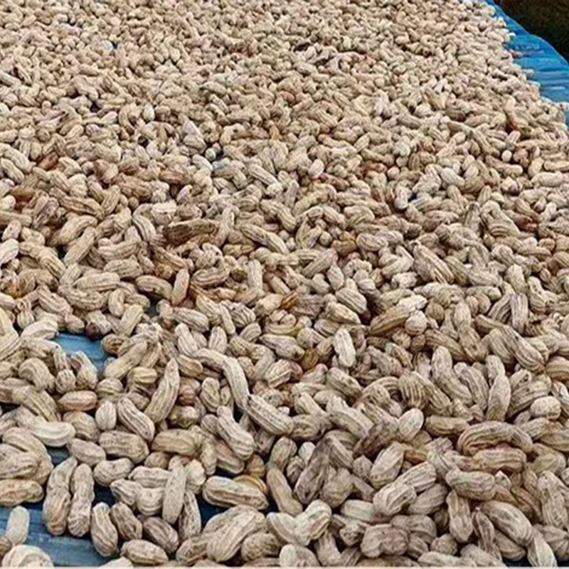 Yunnan Academy of Agricultural Sciences Selenium-Rich Black Peanuts in Shell 2025 New Fresh Original Black Peanuts Wholesale from the Place of Origin
