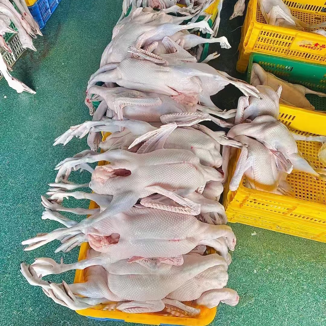 Freshly Slaughtered Black and Brown Goose. Hotel Supplies Ingredients. Cold Chain Transportation. Farmhouse Free-Range Goose. Whole Fresh Black and Brown Goose