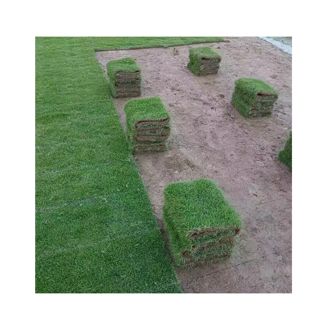 Turf Real Lawn with Soil Manila Trample Type Garden Courtyard Greening Turf Greening Project Lawn