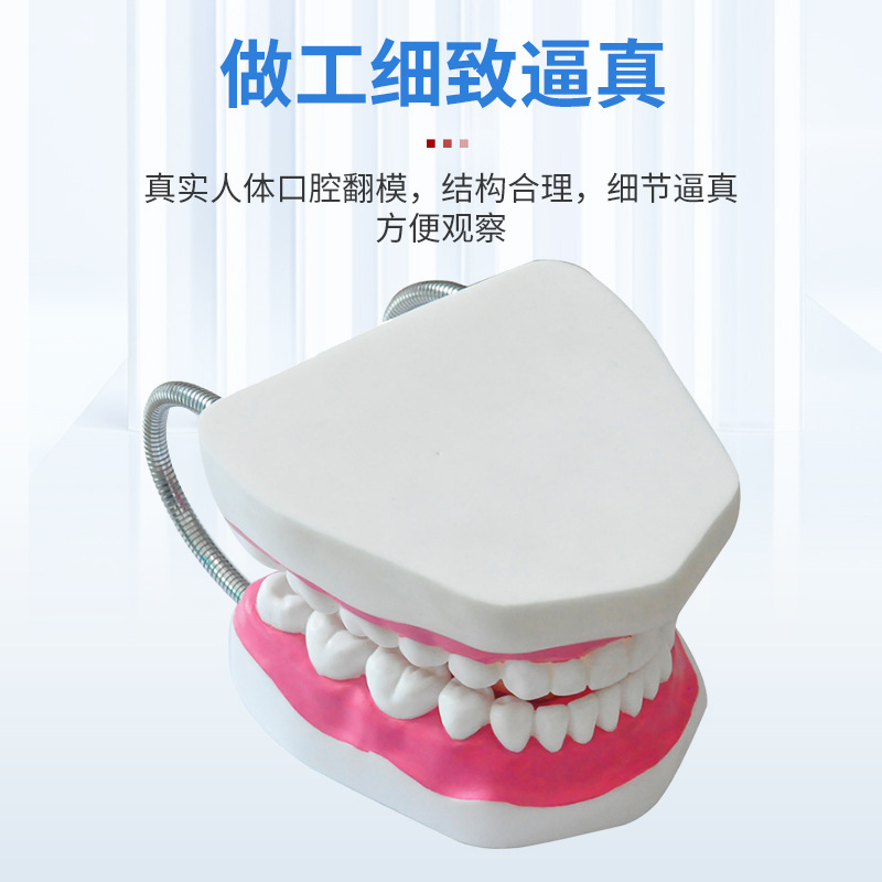 Dental Care Health Model Large Tooth Cleaning Teaching Mold 6 Times Magnification Oral Care Tooth Model