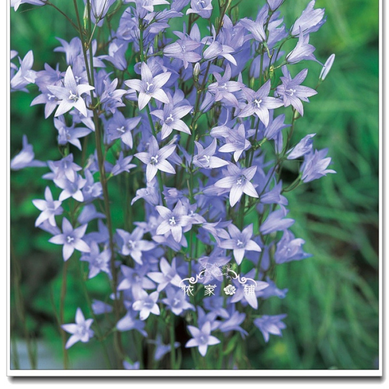 Yijia Flower Shop Japan Sakata Imported Fresh Flower Seeds Cut Flower Bellflower Yuji Sky Blue 5 Capsules