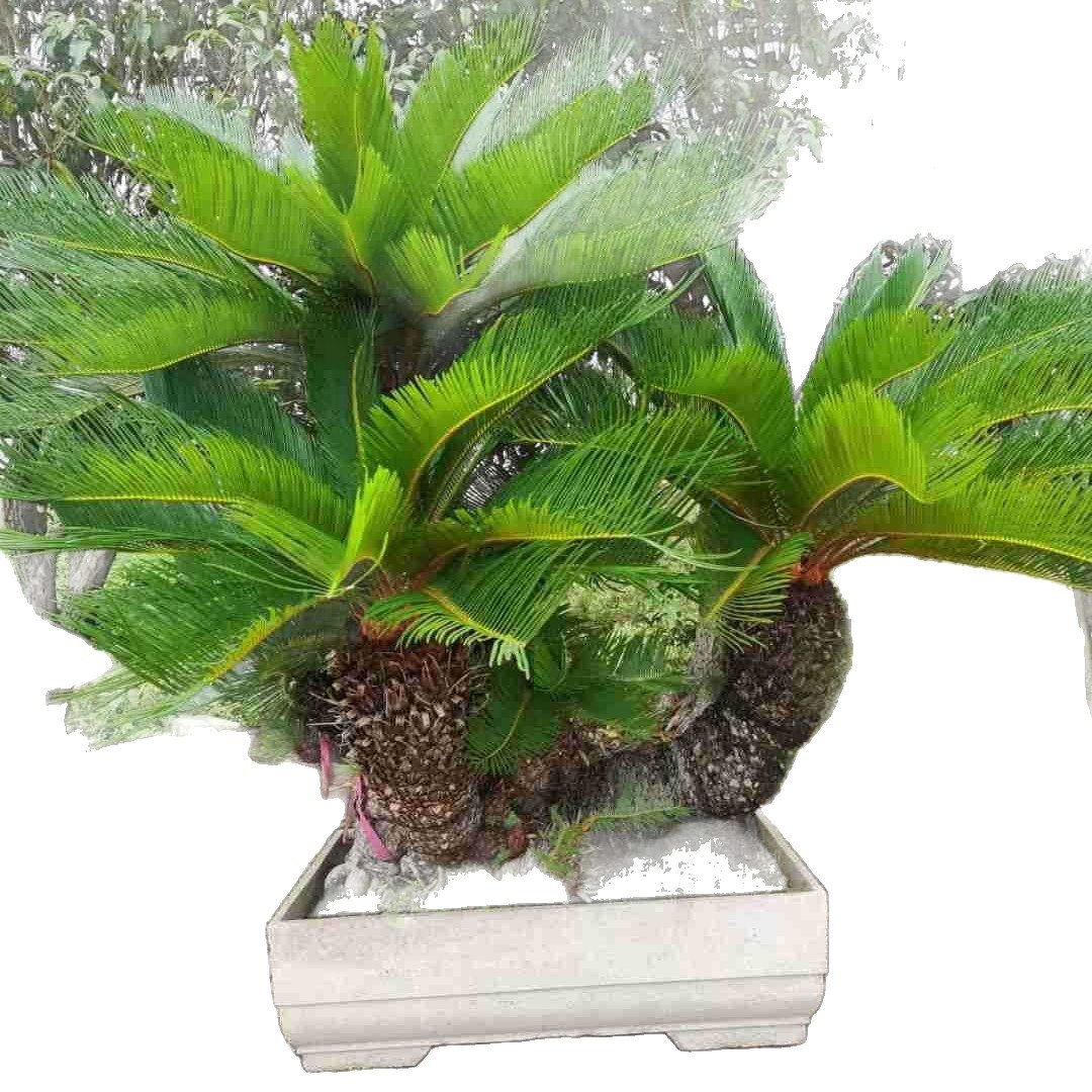 Fujian Shaped Iron Tree Bonsai, Iron Tree Wholesale Price, Multi-Headed Iron Tree Bonsai, Large Iron Tree Base