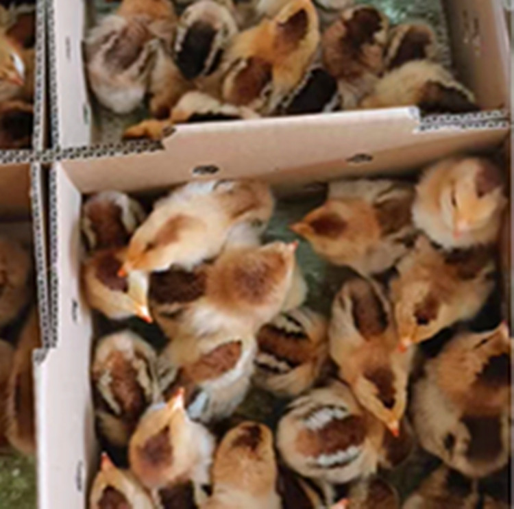 Incubation Farm Wholesale Lingshan Chicken Male Seedlings Live Out of the Shell Red Feathered Chicken Chicks Rural Free-Range Running Pheasant Castrated Chicken