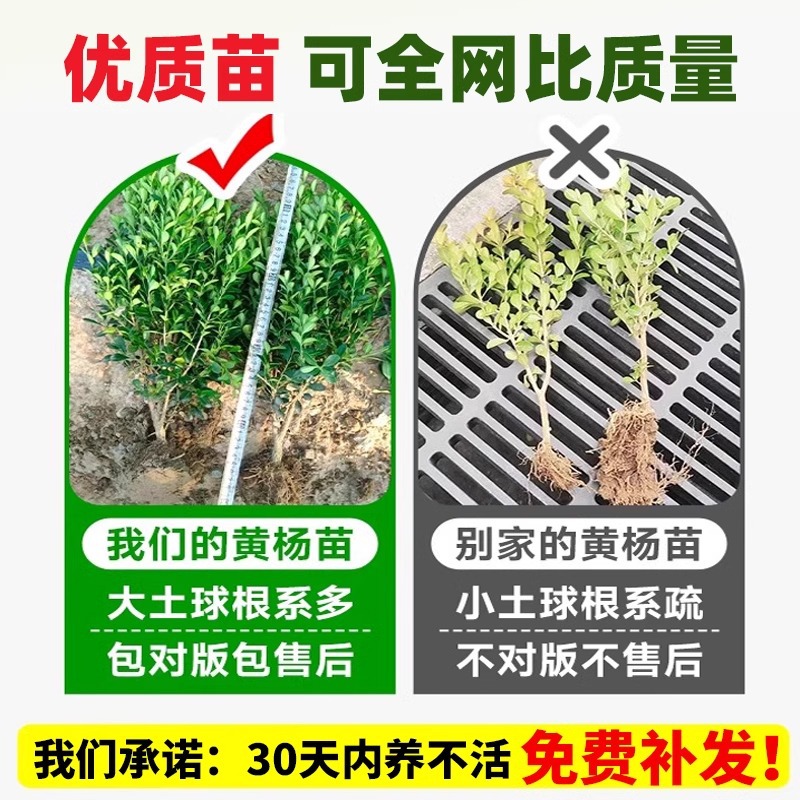 Small-Leaf Boxwood Seedlings, Melon Seeds, Boxwood Ball Seedlings, Courtyard Fence Greening, Single-Pole Boxwood Saplings, Large-Leaf Boxwood Holly Seedlings