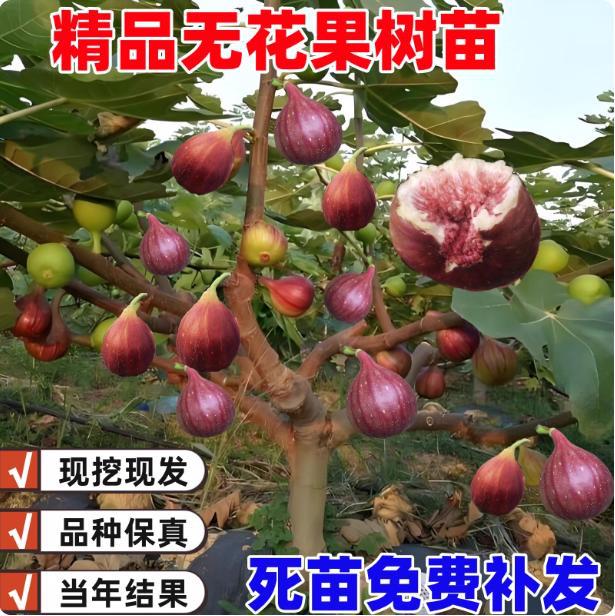 Саженцы инжира, горшечная и грунтовая посадка, большие саженцы инжира, которые плодоносят в том же году, Боджи красный южный и северный