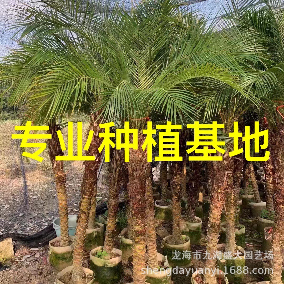 Фуцзянь Шанда оптовая продажа красивого игольчатого подсолнечника, цена на красивый игольчатый подсолнечник, предложение по красивому игольчатому подсолнечнику