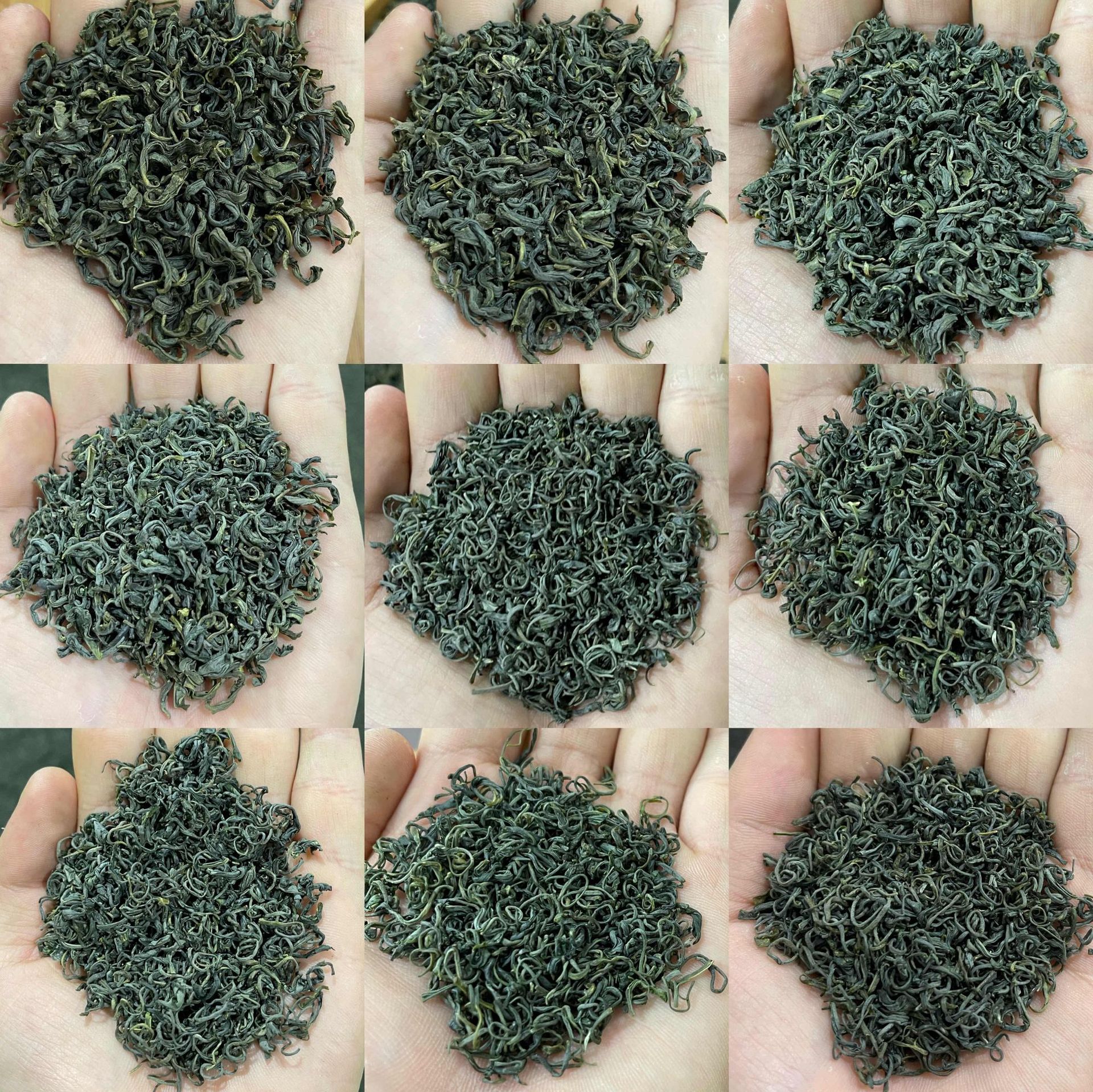 Shengu 2025 New Tea Green Tea Wholesale Market Origin Supply Manufacturer Wholesale Green Tea Sample Trial