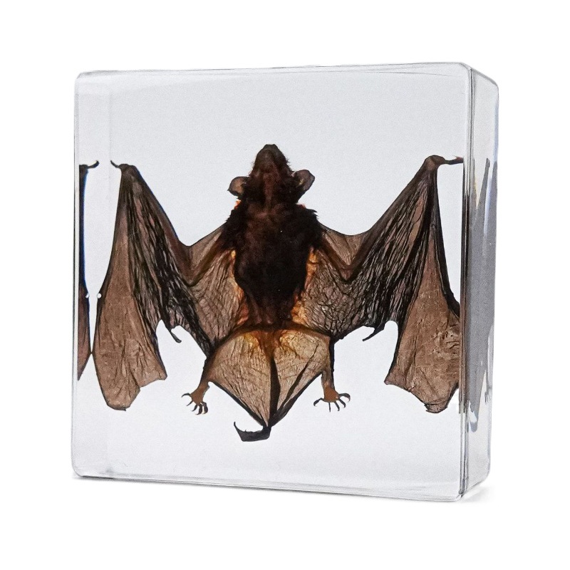 Foreign Trade Hot Selling Real Bat Specimens Amber Ornaments Cultural and Creative Gifts Resin Crafts Collection Toys