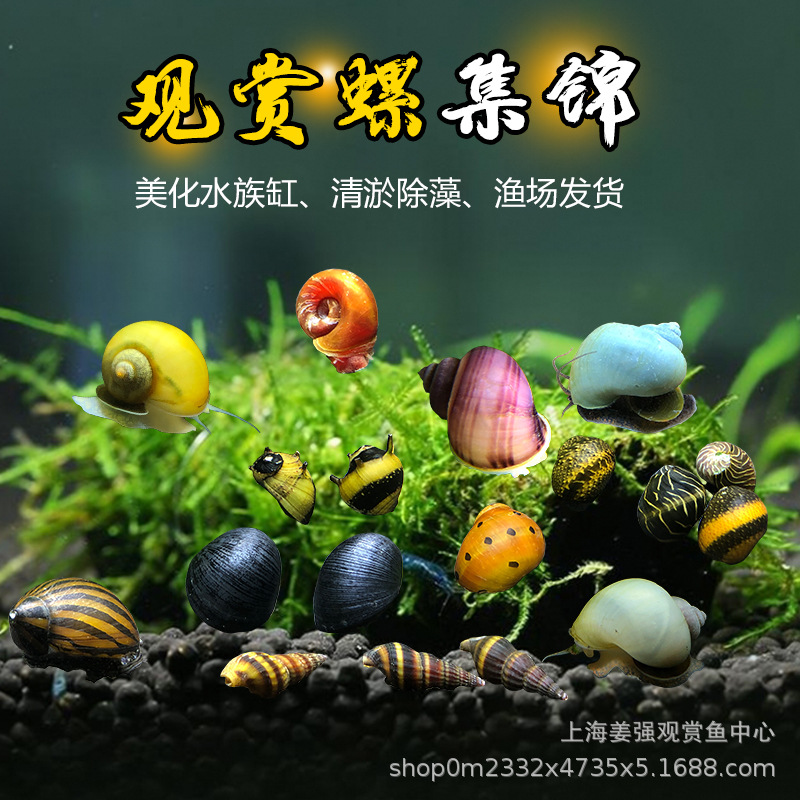 Ornamental Snail Apple Mysterious Yellow Snail Gold Zebra Onion Tool Snail Black King Kong Watermelon Snail Cleaning Algae Removal Living Snail