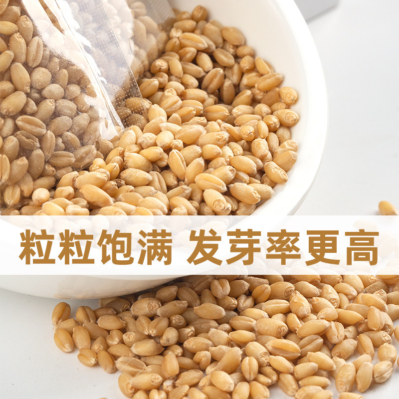 Cat Grass Seeds, Wheat Grass Seeds, Hydroponic Soil Culture Cat Grass Seeds, Hair Removal Balls, Cat Mint, Cat Snacks