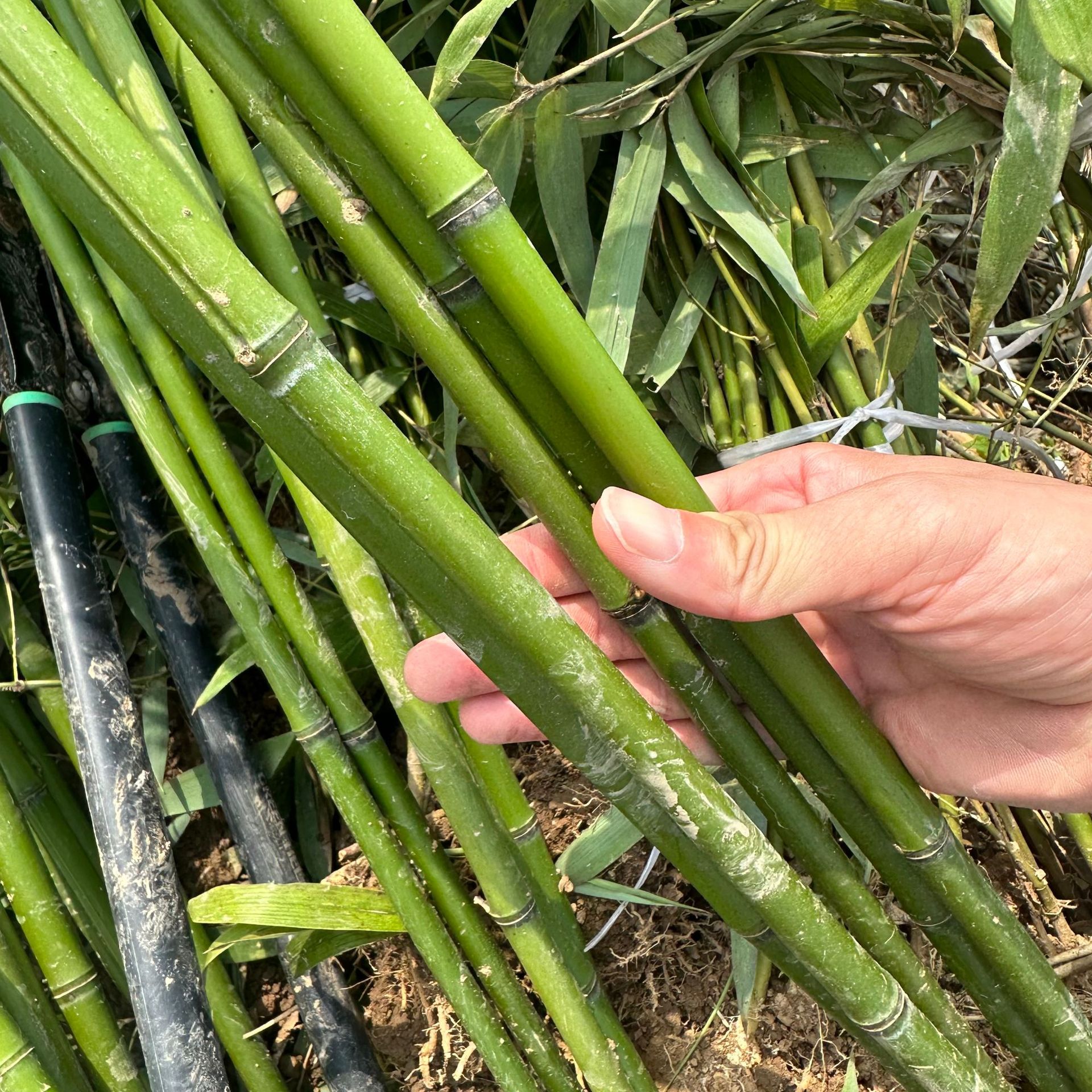 Green Bamboo Seedlings, Jujube Orchard Bamboo, Light Green Gold Inlaid Jade, Bitter Dragon Scale Gold Inlaid Jade Bamboo Seedlings, Gold and Jasper Bamboo Plant Saplings