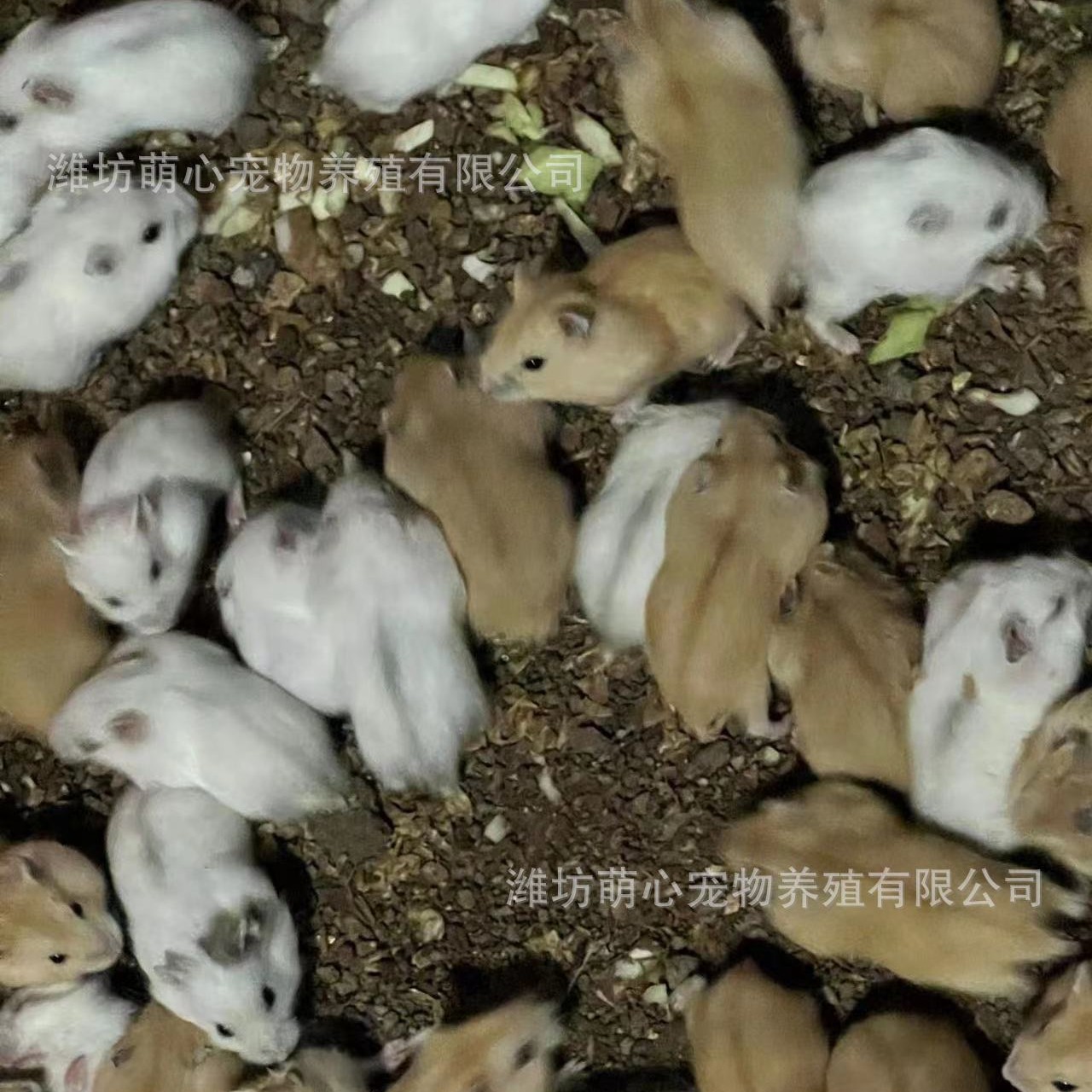 Hamster Wholesale Stall Set Live Three-Line Purple Warehouse Pudding Silver Fox Parents-In-Law Milk Tea Small Hamster Wholesale Golden Bear