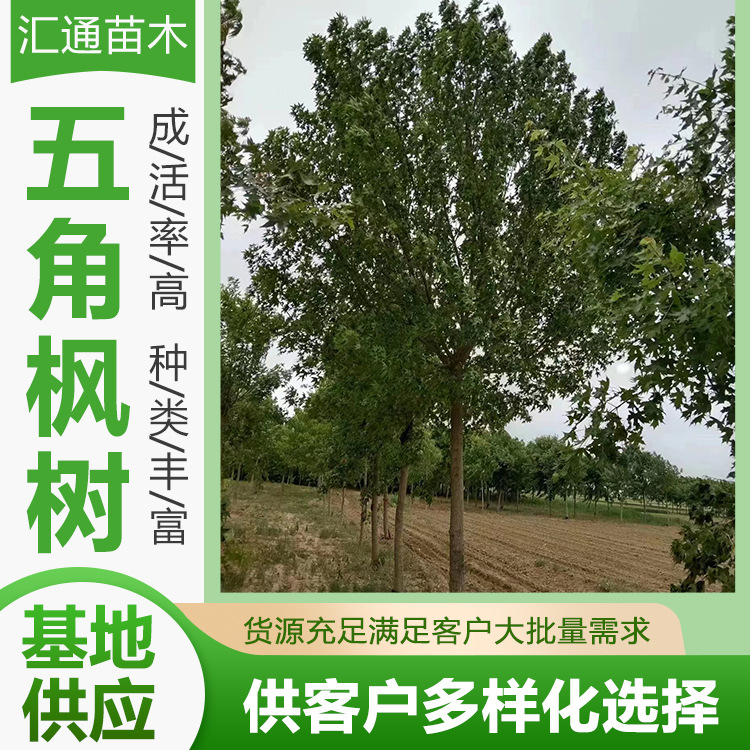 Wujiaomaple Project Greening Seedlings Landscape Trees Cluster Wujiaomaple Green Department Landscaping Project Arbor Spot