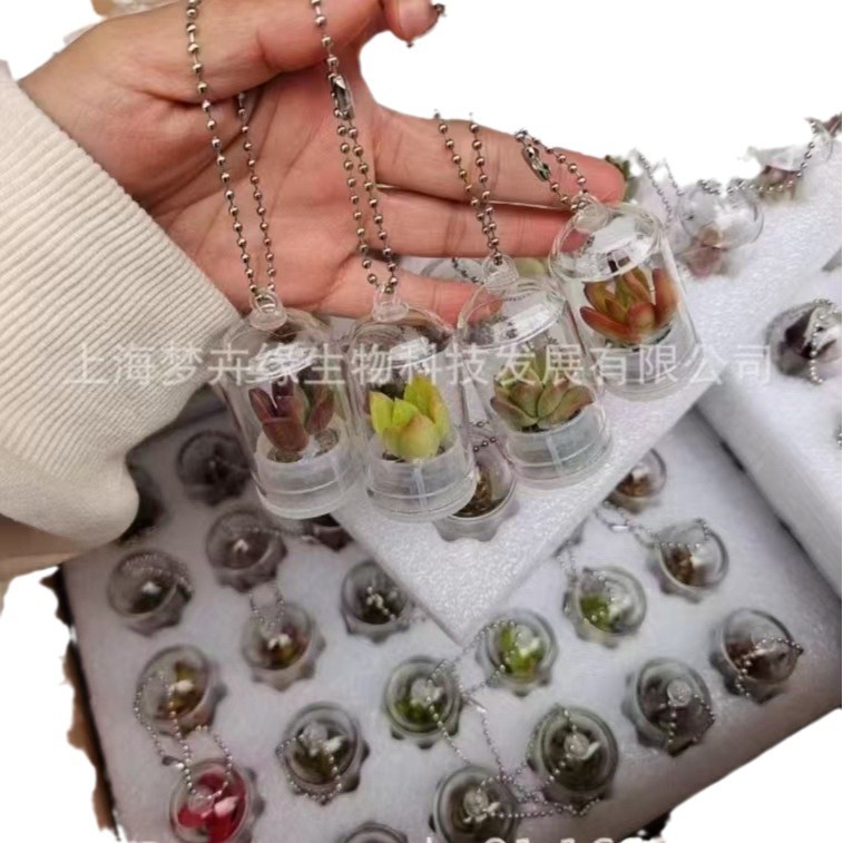 Creative Succulent Keychain Pendant Miniature Plant Miniature Landscape Student Gift