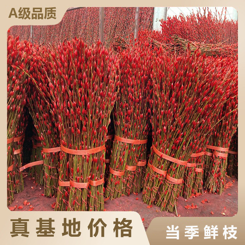 Оптовая продажа серебряной ивы из Сычуани, цветная ива, красная ива, серебряная почка ивы, цветы на Новый год, сухие цветы для композиций