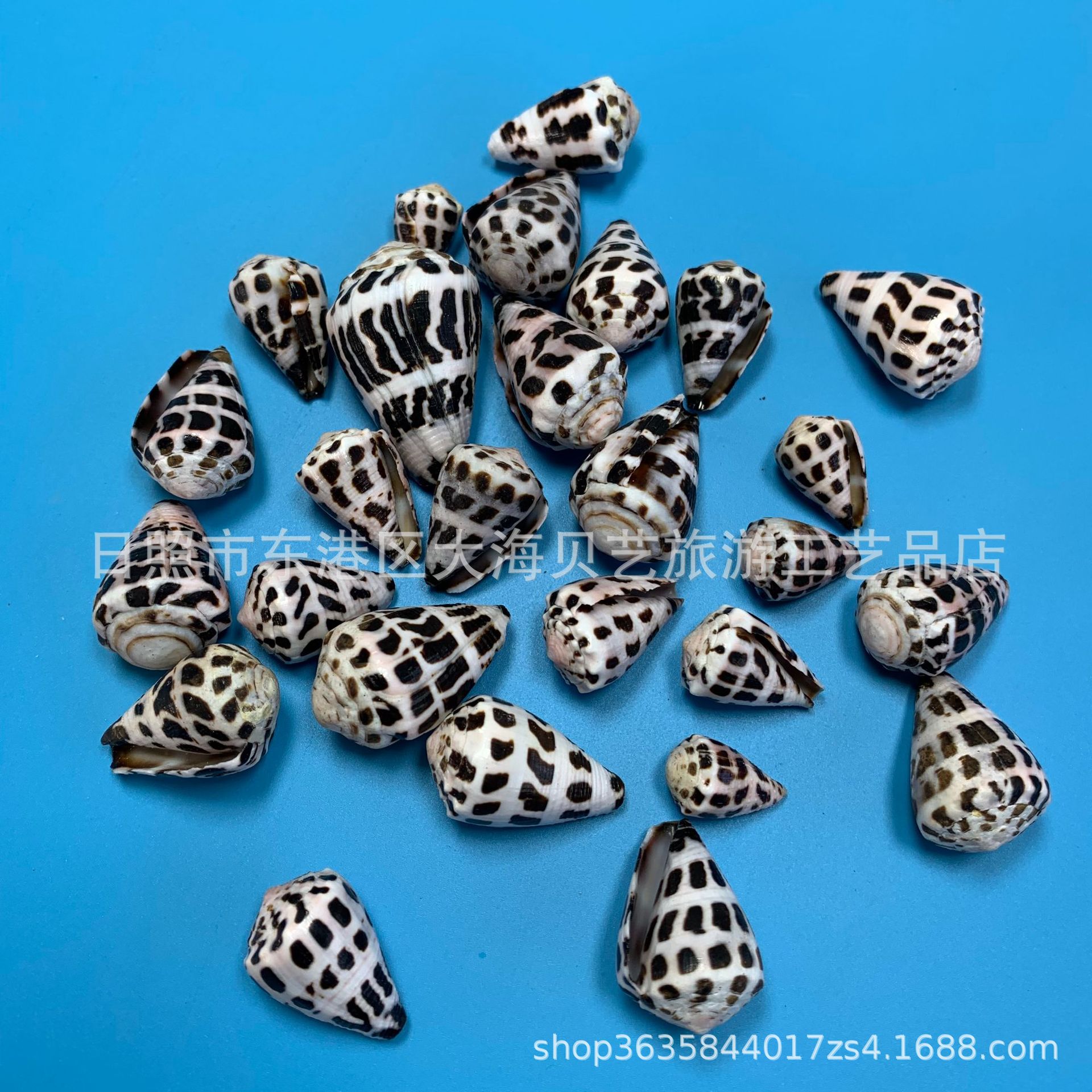 Black Spot Taro Snail Natural Conch Shell Small Taro Snail Fish Tank Aquarium Landscaping Decorative Floor Decorative Photography Crafts