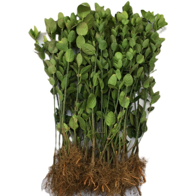 Hokkaido Boxwood Saplings, Fence Seedlings, Holly Large-Leaf Boxwood Saplings, Holly Seedlings, Courtyard Street Cold-Resistant Plants