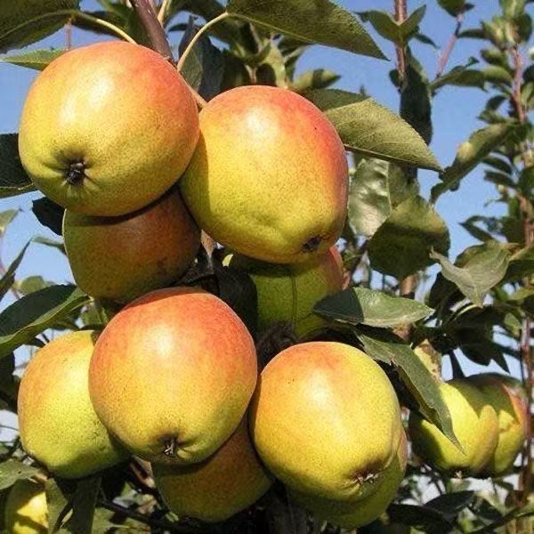 Authentic Xinli No. 7 Fragrant Pears 4.5kg Whole Box of Mother Pears Seasonal Fresh Fruits 10 Wholesale Free Shipping 5 Red Crispy Pears