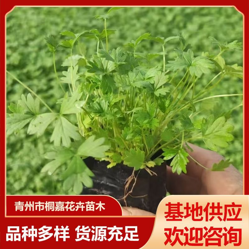 Базовые материалы Цинчжоу, астры с тремя и пятью листьями, многолетние цветы для озеленения, горшечные цветы астр