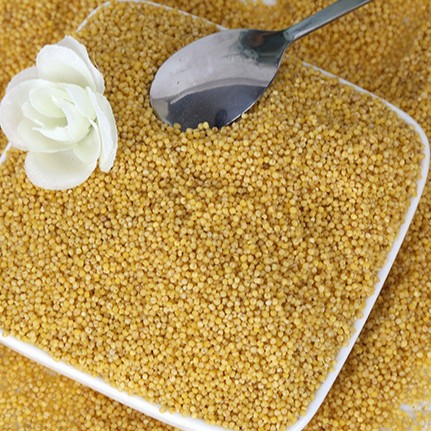in stock supply grain bait millet yellow millet wholesale coarse grain new millet