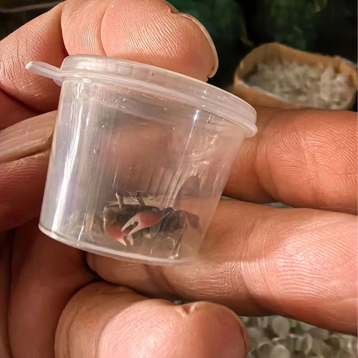 Pepper Crab Phase Keeping Crab Mini Pepper Crab Small Crab Living Pet Crab Ornamental Crab Red Crab Phase Hand Crab Wholesale