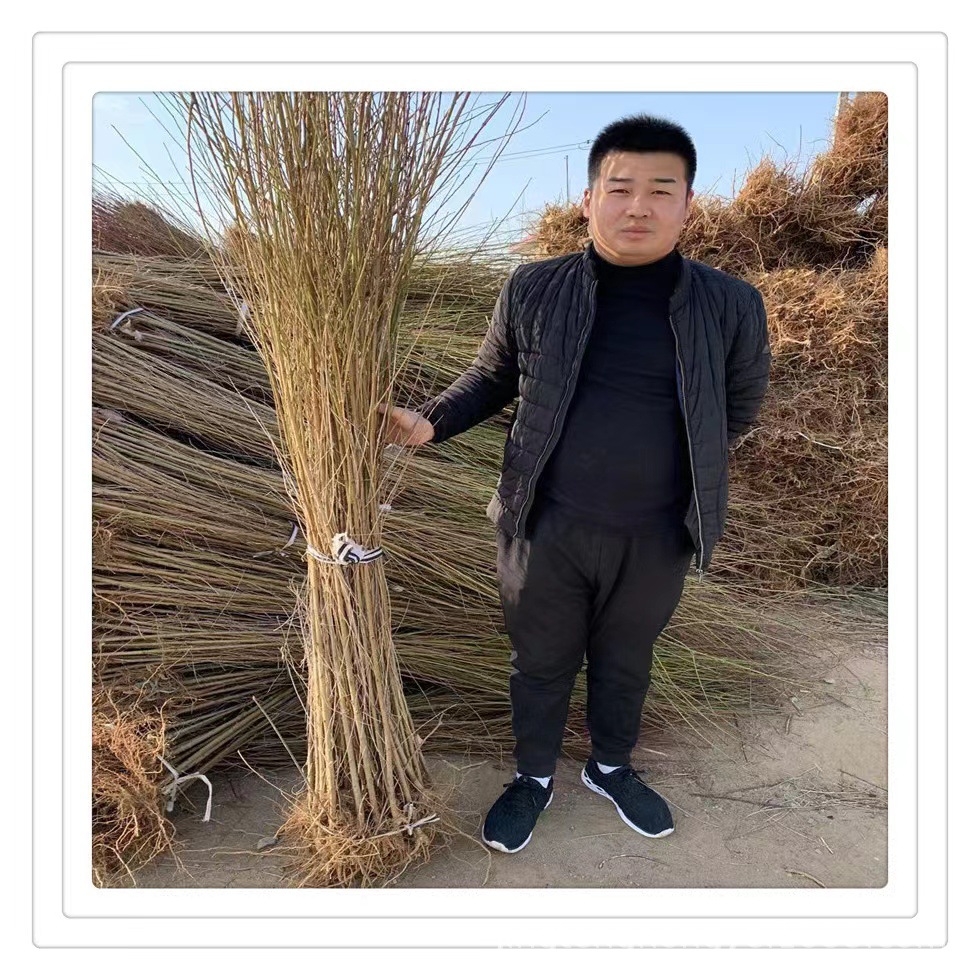 Grafted Peach Seedlings, All Varieties, Freshly Dug and Sold, Good Taste, Height 1m or More, Grafted Peach Seedlings of the Same Year