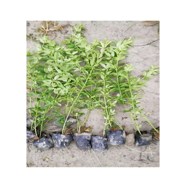 Spring Cup Seedlings Are 30-100cm cm Tall and Are Commonly Used Shrubs for Slope Stabilization, Garden Flowers, and Landscaping Plants