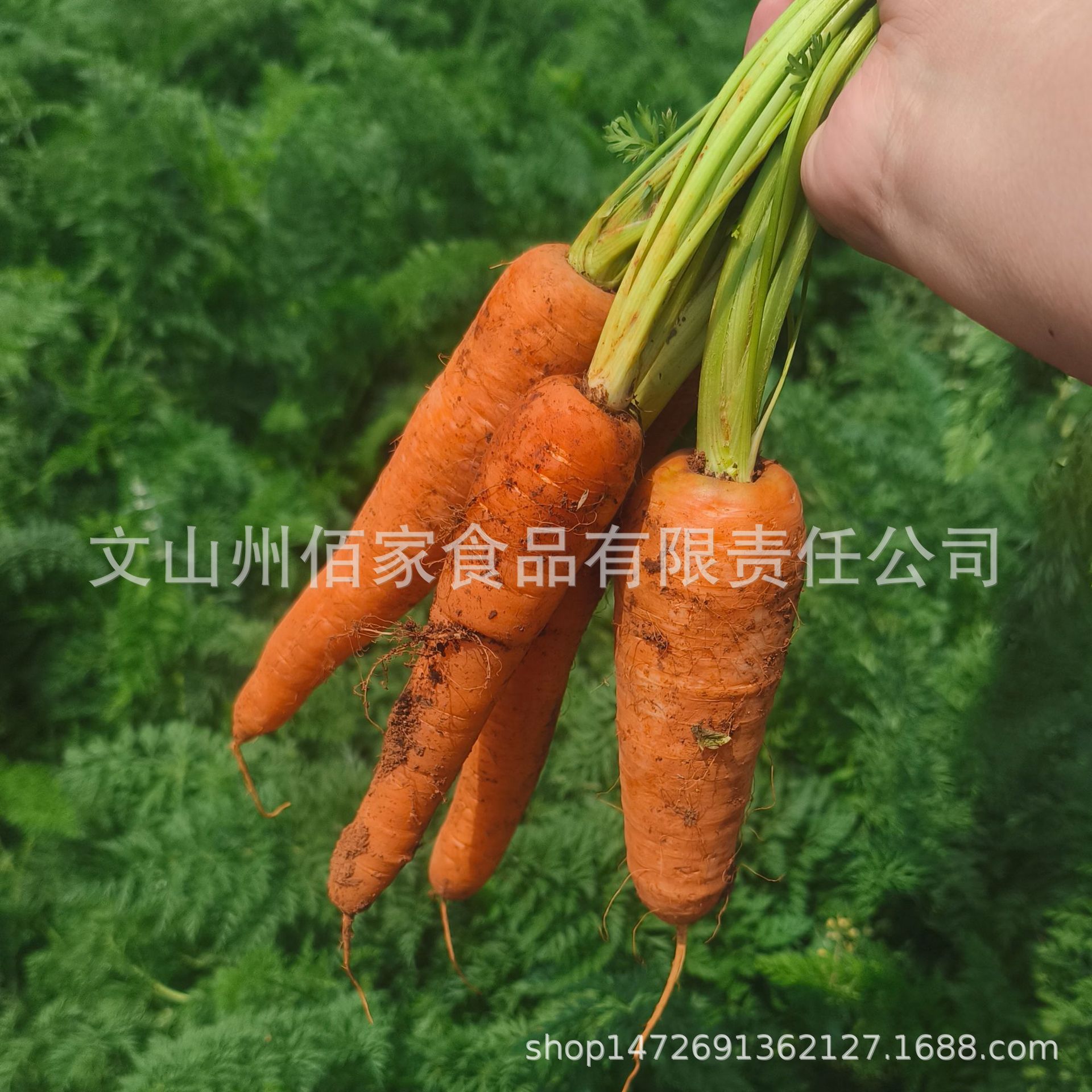 Yunnan Organic Carrot Baizhuan Plateau Planting Organic Carrot 1500g