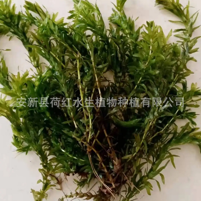 Base Sales of Submersed Plants, Round-Leaf Black Algae, Round-Leaf Black Algae Spores, Water Quality Purification Package, Planting and Maintenance Seedlings