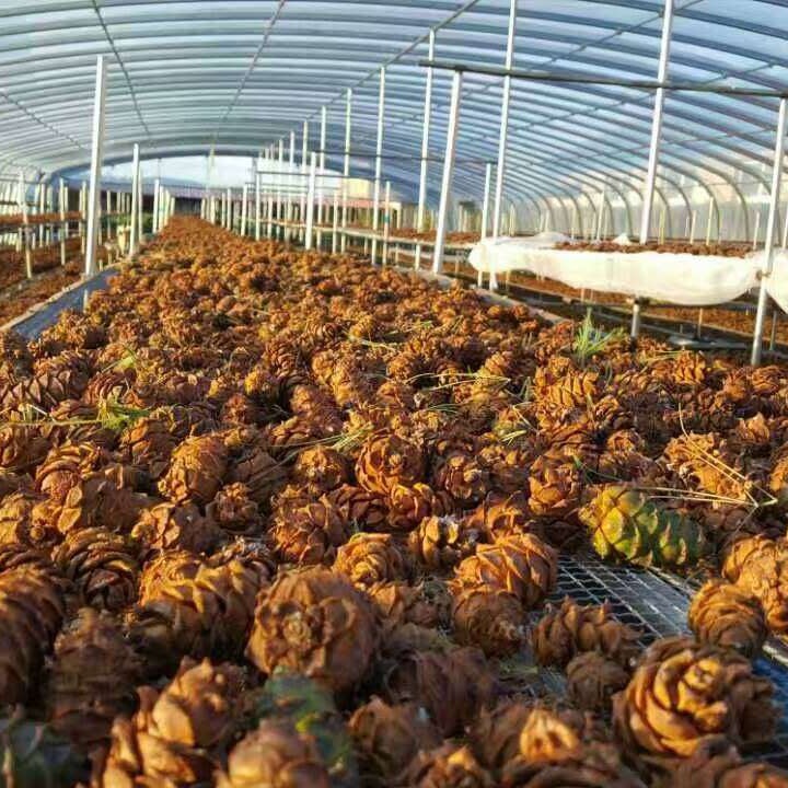 Supply Daxinganling ponytail pine Tower small pine Weir pine Tower nut snack Origin new product rat food