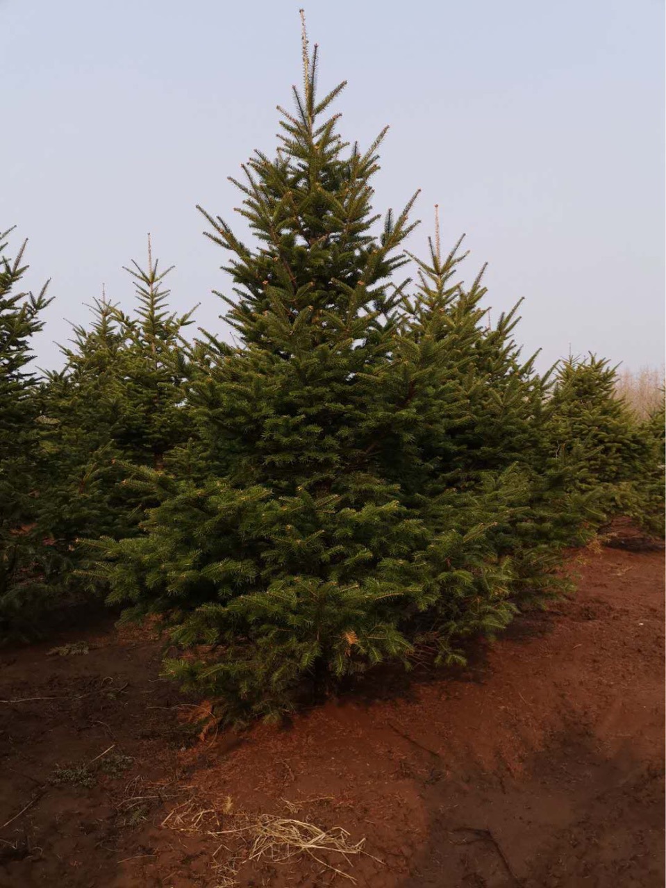 Fir Northeastern Fir Landscaping Fir Cold-Resistant Four-Season Evergreen Fir