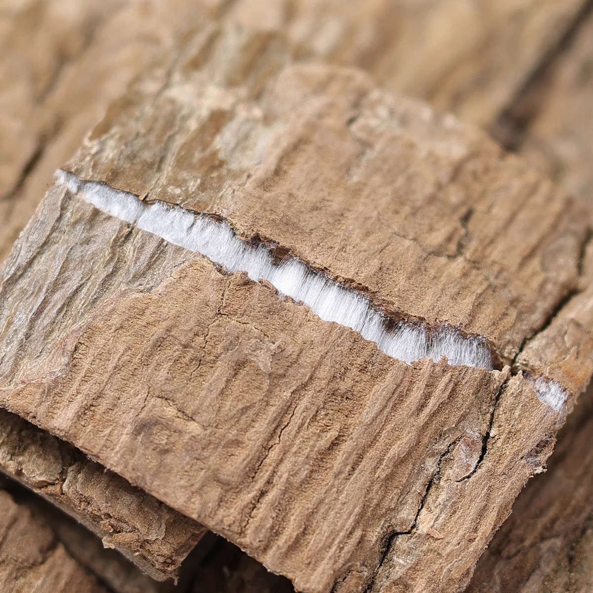 Eucommia Chinese Herbal Medicine 500g Genuine Eucommia Bark Efficacy and Medicinal Bark Wild Tea Soaked in Wine Salt Fried Eucommia