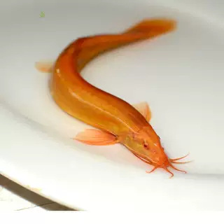 Loach Seedling Freshwater Viewing Fish Tank Gold Loach Golden Dragon Loach Fish Tank Cleaning Fish Training Hand Fish Fry Good Raising