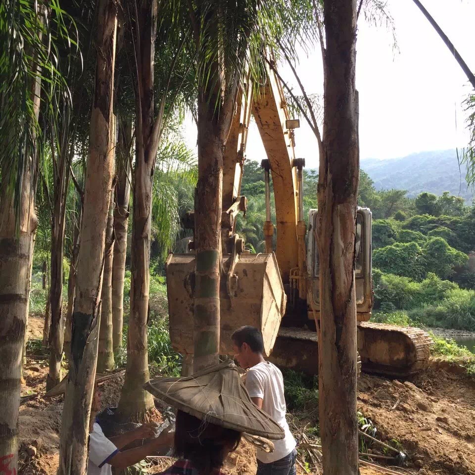 Queen Kwai Direct Supply from the Place of Origin Fujian Queen Kwai Price Queen Kwai Base Jinshan Kwai Quote