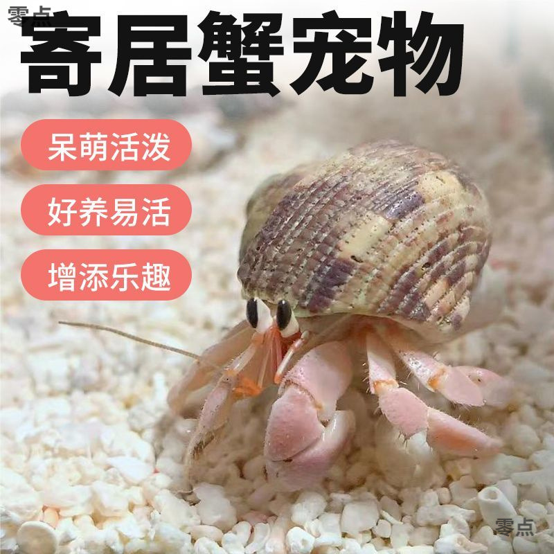 Easy-To-Raise Pet Crabs for Beginners: Hermit Crabs, Small Bean-Shaped Hermit Crabs, Freshwater Crawling Pets, Tank-Friendly Mini Crabs for Lazy Enthusiasts