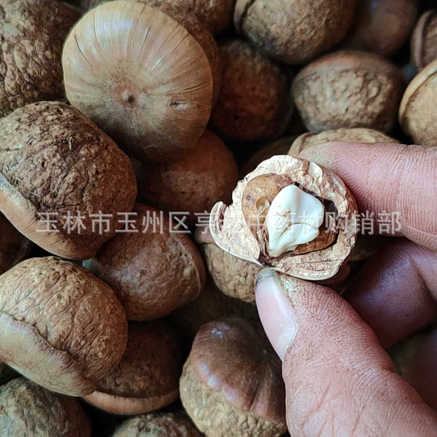 First-Hand Source of Fengliu Fruit, Tianzhu Capsuless, Sao Head Turtle, New Goods, Magu Convex, Dry Goods