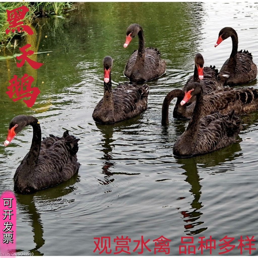 A Pair of Purebred Adult Black Swans for Live Ornamental Purposes, Price for a Single Adult Black Swan Available for Purchase, Jinhe