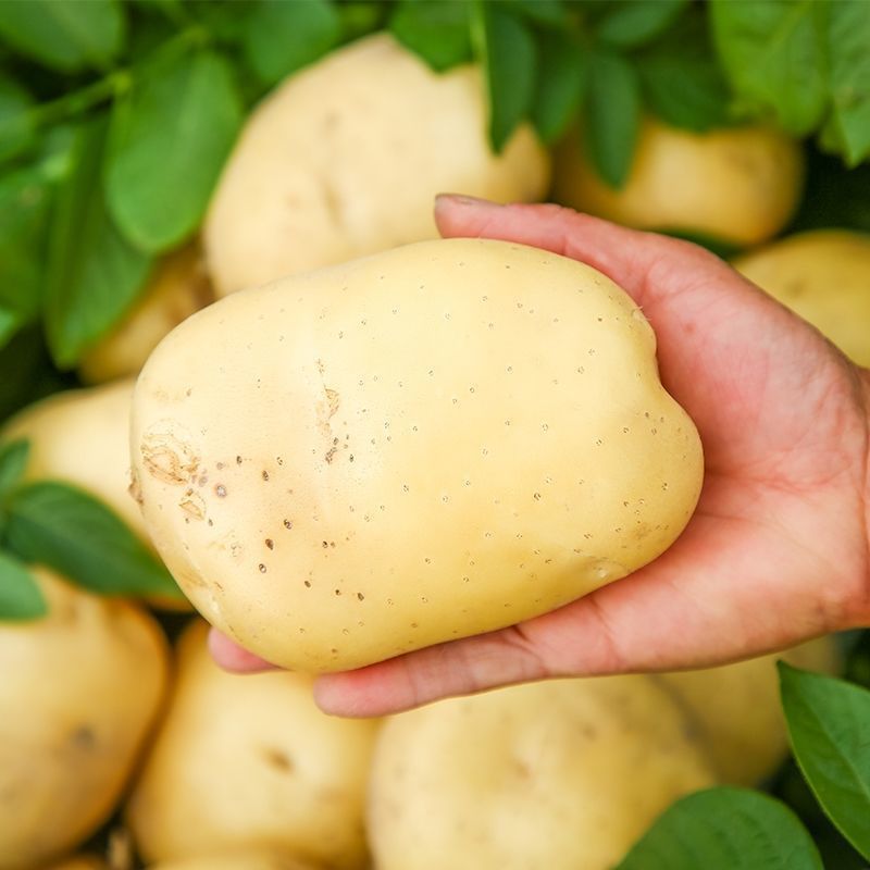 Potatoes Wholesale at Low Prices with Free Shipping 2.5kg White-Skinned High-Quality Vegetables, White-Fleshed Farm-Grown Freshly Harvested Potatoes