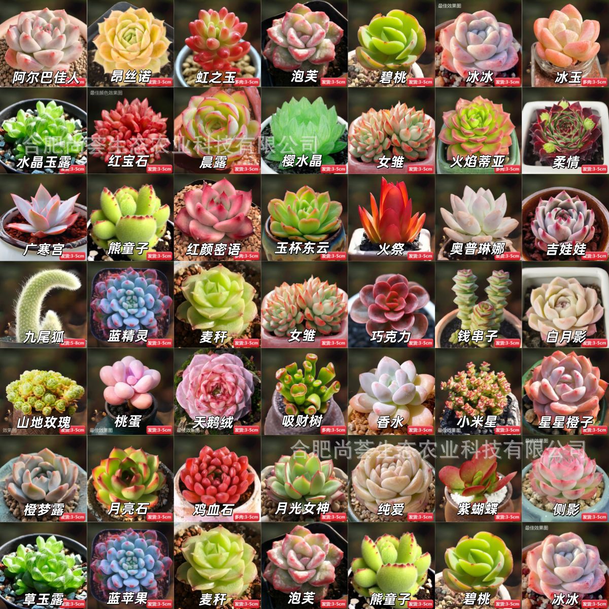 Novice Succulent Single Succulent Flower Indoor Balcony Potted Green Plant Easy to Grow Succulent Plant Ruby ​​Cactus