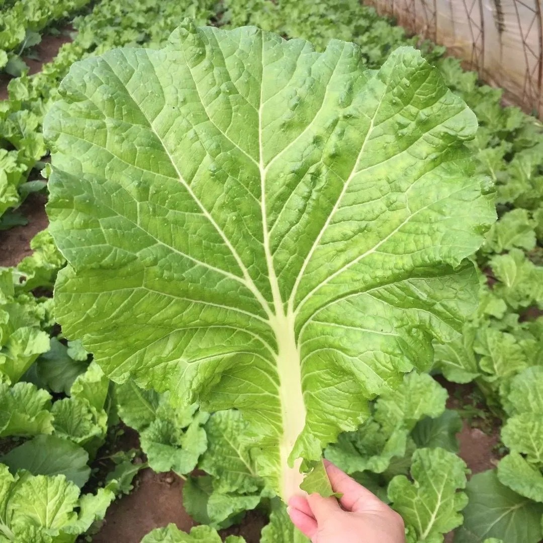 Fresh Cabbage Leaves from Northeastern Farm Vegetables, Rice Wraps, Cabbage Leaves Dipped in Pickles, Freshly Picked and Shipped, 20 Leaves