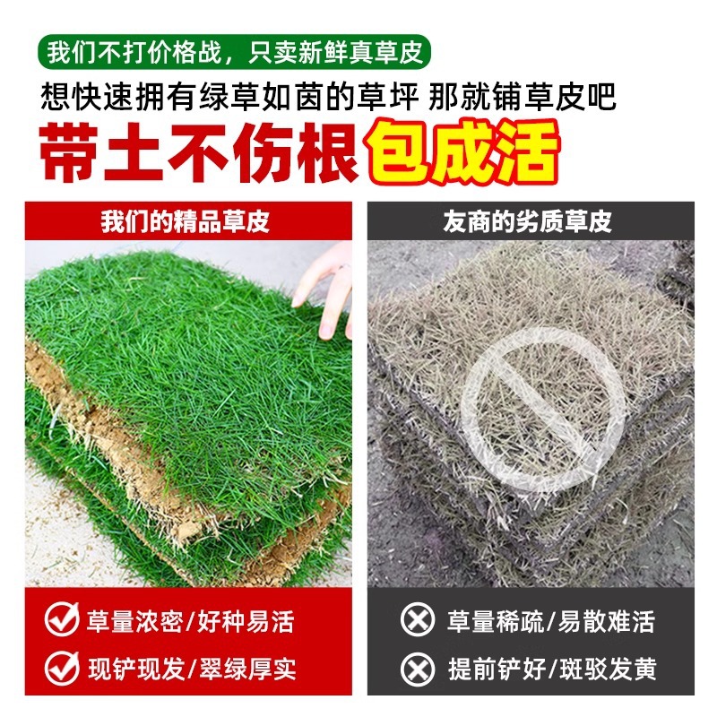 Lawn with Mud Grass Roll House Garden Greening All Year Round Green Rye Grass Manila Turf Real Grass with Soil Green Grass