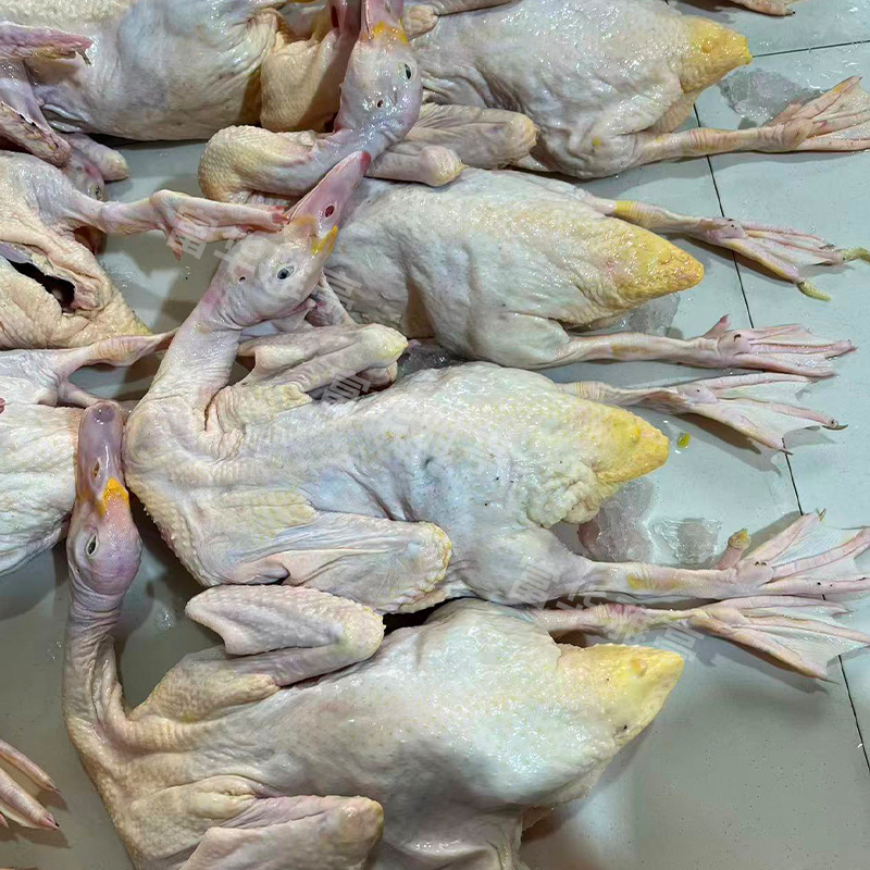 Freshly Slaughtered Authentic Free-Range A-Grade番鸭, White-Cut Duck, and Braised Duck Directly Supplied from the Source Slaughterhouse. Large Quantity Support Available