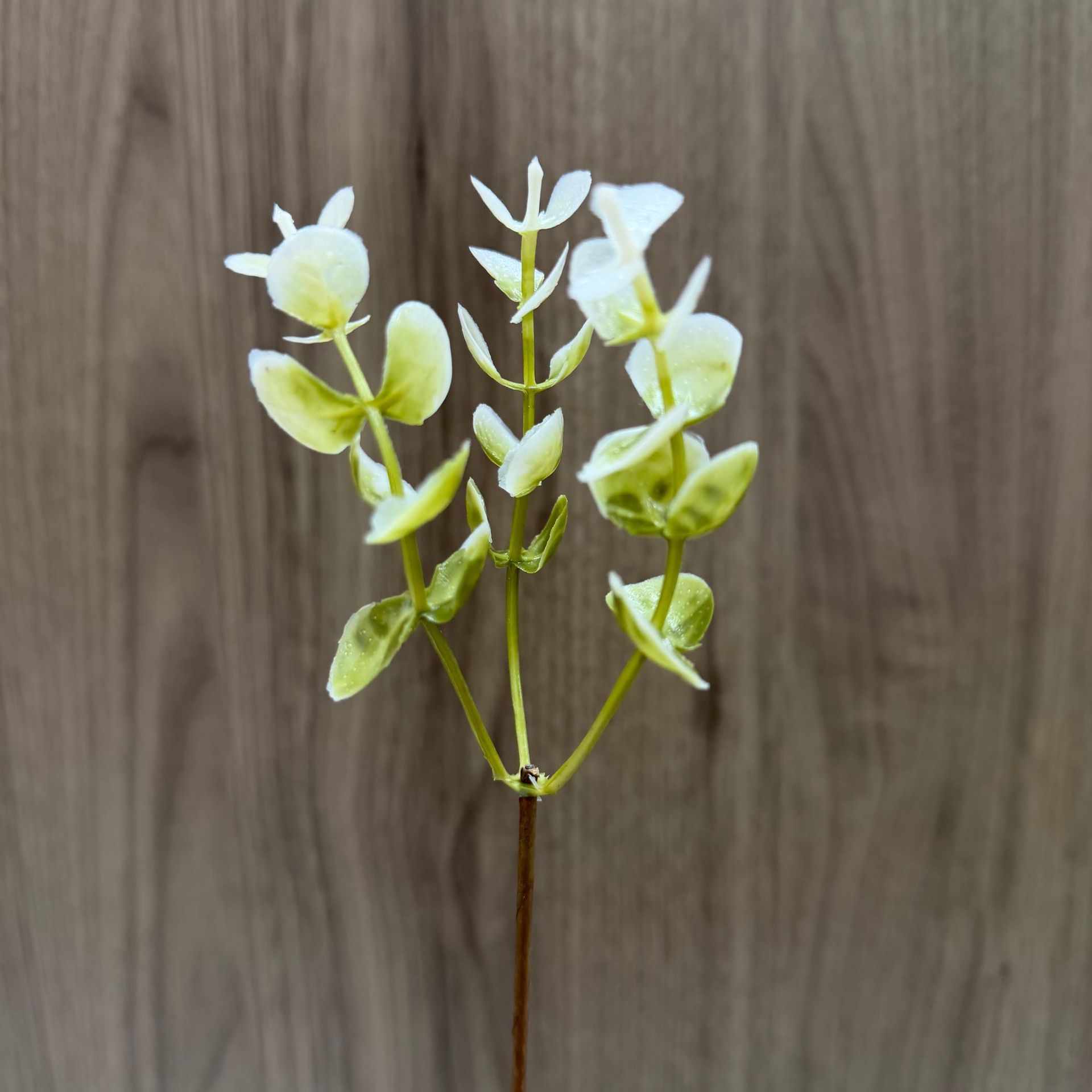 Manufacturer Wholesale Simulated Green Plants, Love Eucalyptus Leaves Decoration, Simulated Flowers, Handmade Simulated Green Plants and Aquatic Plants Accessories