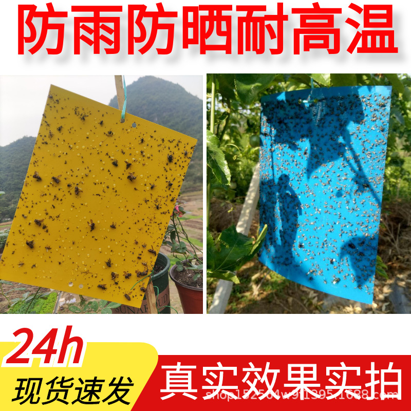 Sticky insect plate yellow plate double-sided small flying insect killing artifact greenhouse fruit fly killing sticker orchard fruit fly mosquito trap