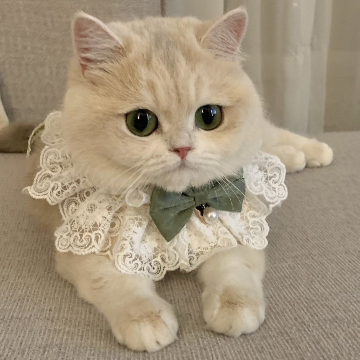 Шарф для кошек с бабочкой, биб для домашних животных, вязаный биб, милые украшения для фотографий собак