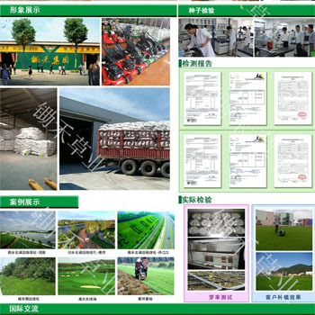 Cold-Resistant Dwarf Four-Season Green Lawn Grass Seeds Perennial Ryegrass Bermuda Dog ​​Tooth Net Seed Mixed Grass Seeds