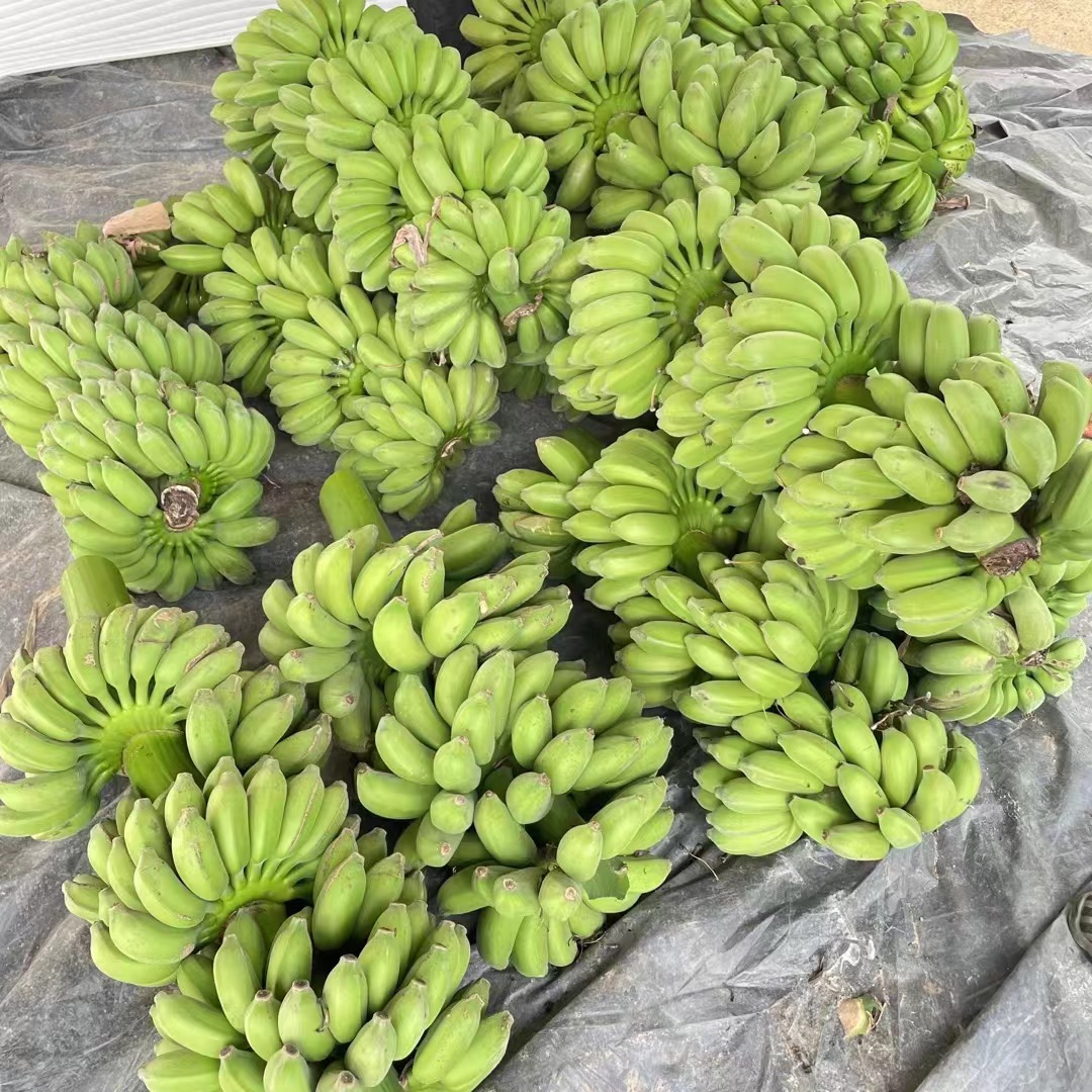 Whole Bunch of Bananas with Stems, Fresh Fruit, Hydroponic Green Plants, Anxiety-Relief, Dropshipping, Naturally Ripe, Sweet, from Guangxi