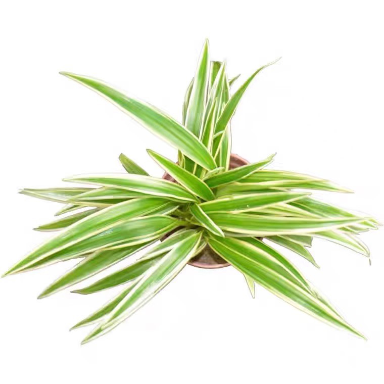 Phnom Penh Ophiopogon Japonicus Seedlings House Courtyard Lawn Greening Ground Cover Grass Flower Shade-Tolerant Broad-Leaf Ophiopogon Japonicus Cold-Resistant Auspicious Grass